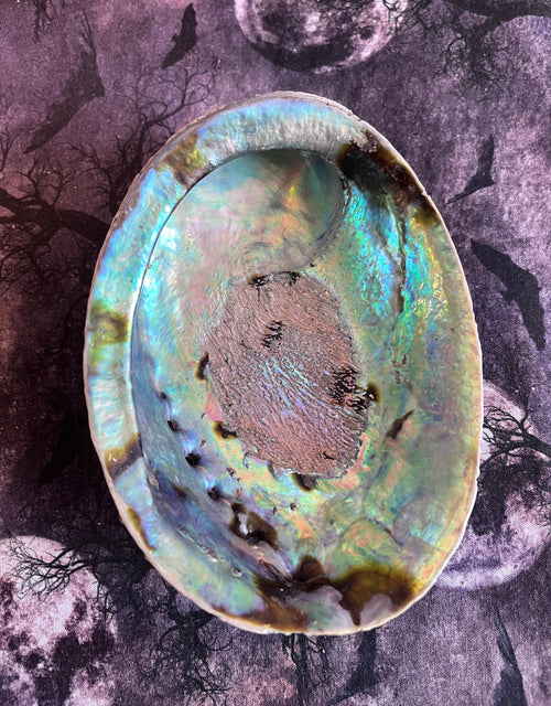 Abalone shell- large #4