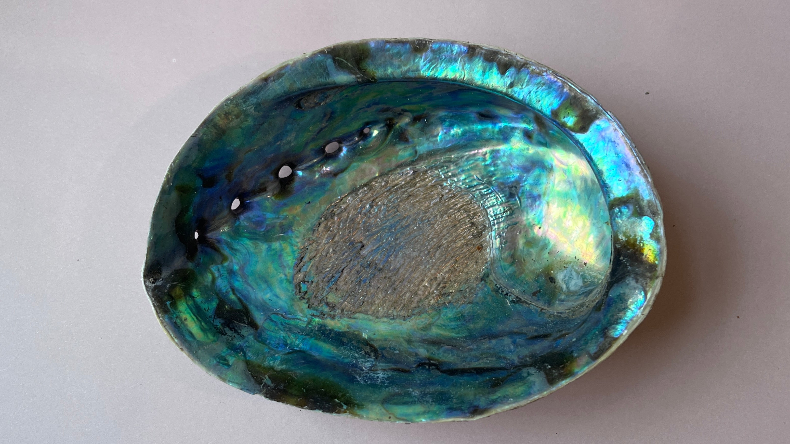 Abalone shell #1